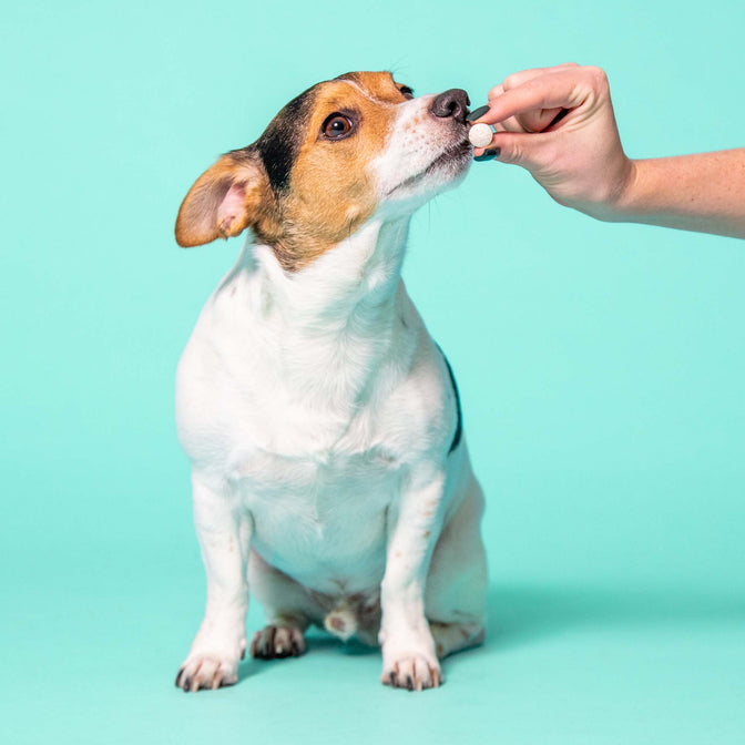 Joint Care Gelenktabletten für Hunde