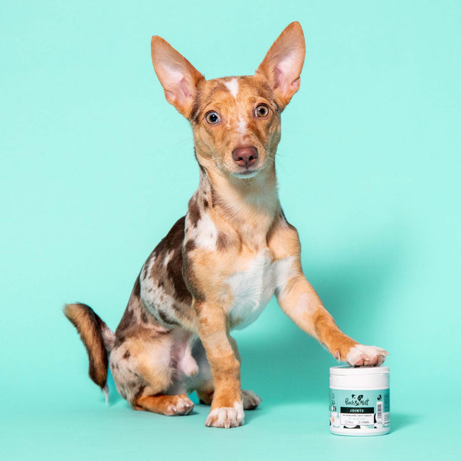 Joint Care Gelenktabletten für Hunde