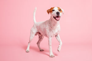 CBD für Hunde: Was ist der Sinn und Zweck?