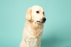 Stresskolitis bei Hunden