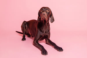 Das beste Futter für Hunde mit einer Hefepilzinfektion