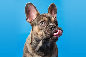 Vorteile eines hypoallergenen Hundefutters