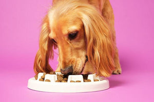 Pankreatitis bei Hunden: Wie kannst du helfen?
