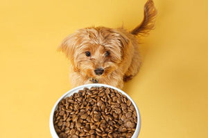 Nasses vs. Trockenes Hundefutter: Welches ist das Beste?