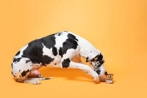 Das beste Futter für Hunde mit Analdrüsenproblemen