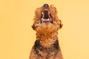 Warum klappern Hunde mit den Zähnen und was hat es zu bedeuten?