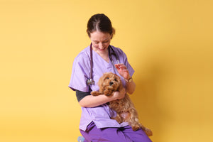 Gastroenteritis bei Hunden: Ursachen, Symptome und Behandlungen