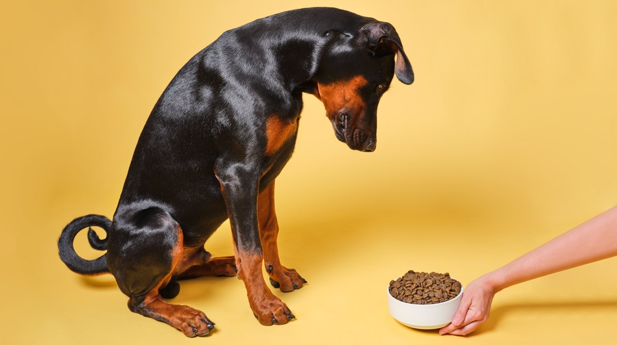 Frisst dein Hund sein Trockenfutter nicht mehr? | Pooch & Mutt