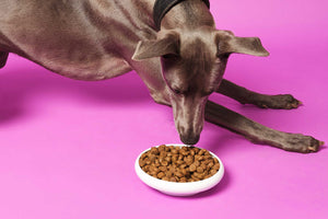 So kann man ängstliche Hunde beruhigen