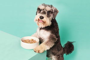 Probiotika und Präbiotika für Hunde: Was ist der Unterschied?