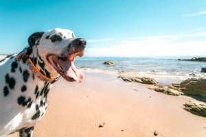 Hausgemachte Sommerleckerlis die dein Hund lieben wird