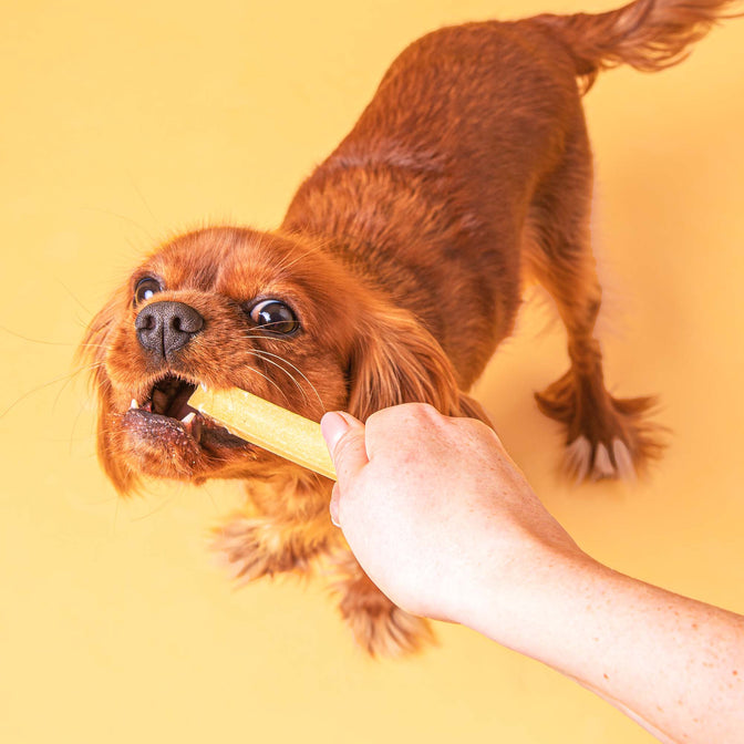 Peanut Butter Dental Sticks für Hunde