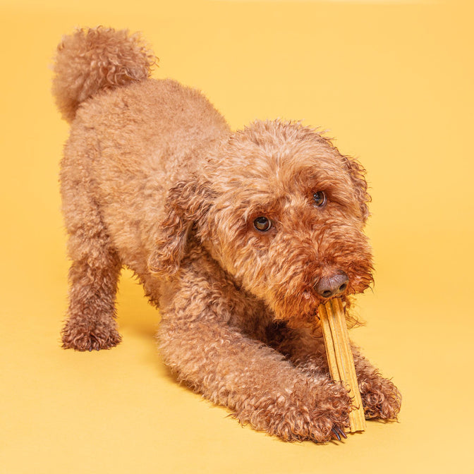 Peanut Butter Dental Sticks für Hunde