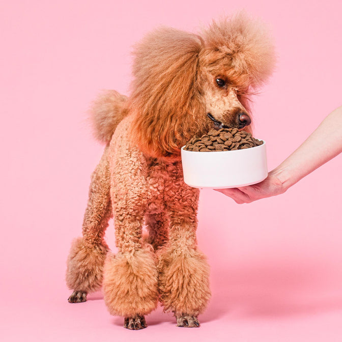 Renal Trockenfutter für Hunde