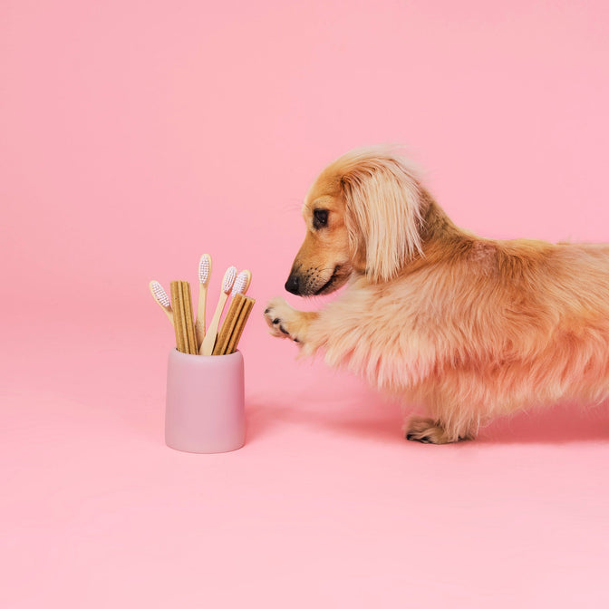 Calming Dental Sticks für Hunde