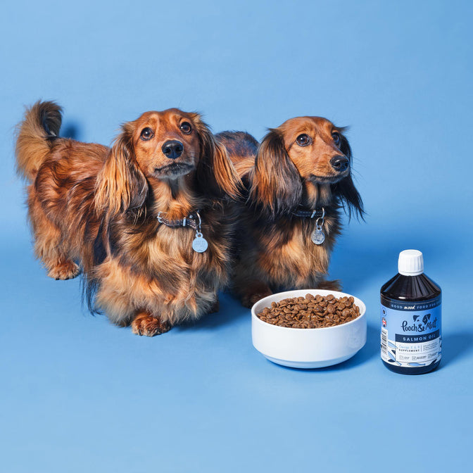 Lachsöl für Hunde