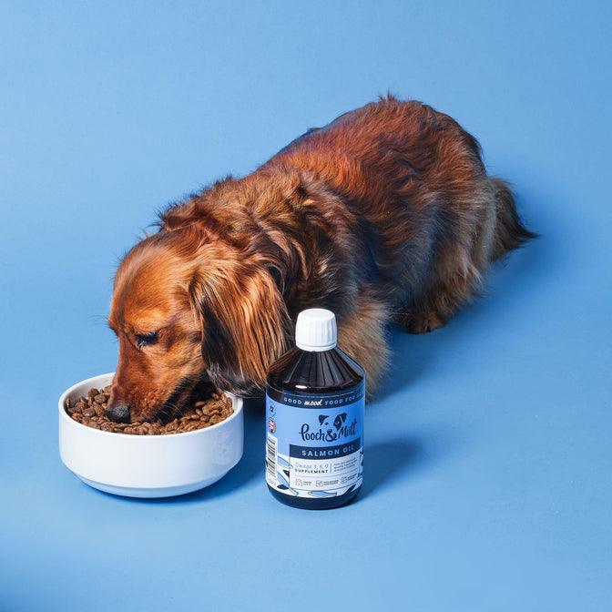 Lachsöl für Hunde